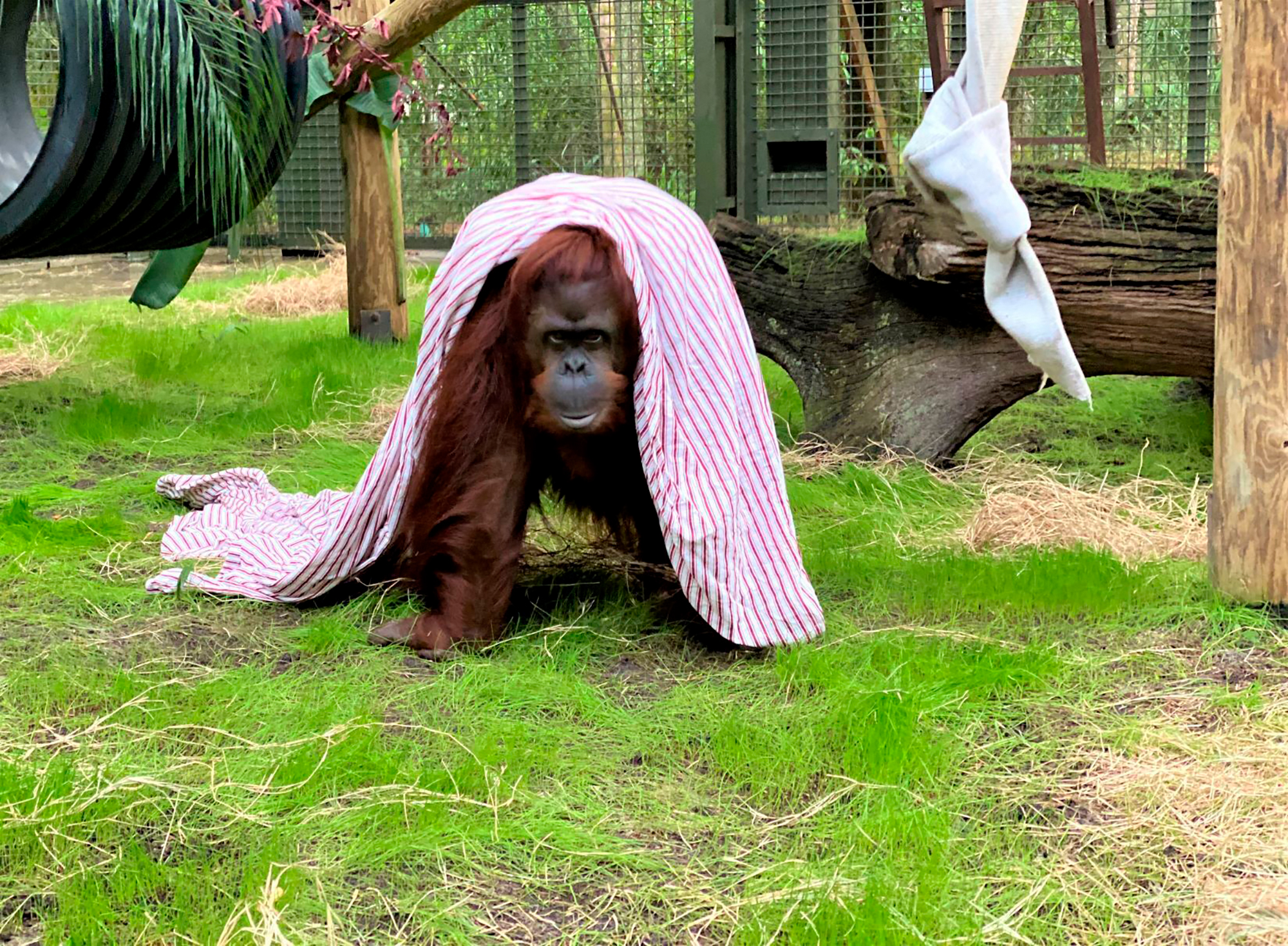 Sandra la orangutana