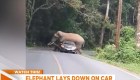Elefante detiene carro en Tailandia