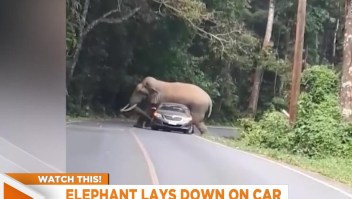 Elefante detiene carro en Tailandia
