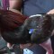 Peleas de gallo en Puerto Rico: al borde de la prohibición