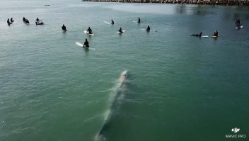 Una ballenas gigante nada justo debajo de unos surfistas