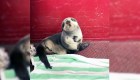Rescataron a una foca que solo quería dormir
