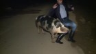 Reportero huye de un cerdo durante enlace en vivo