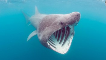 Tiburón de raro aspecto cámara