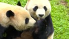 Zoológico de Berlín presenta a sus pandas gemelos