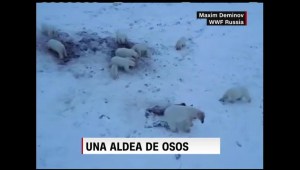 Osos polares hambrientos invaden aldea rusa
