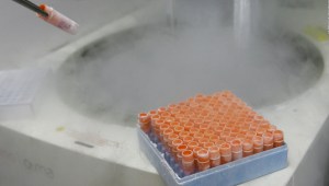 Nacimientos mediante embriones congelados podría causar cáncer