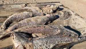 Denuncias "ecocidio" de totoabas en Baja California