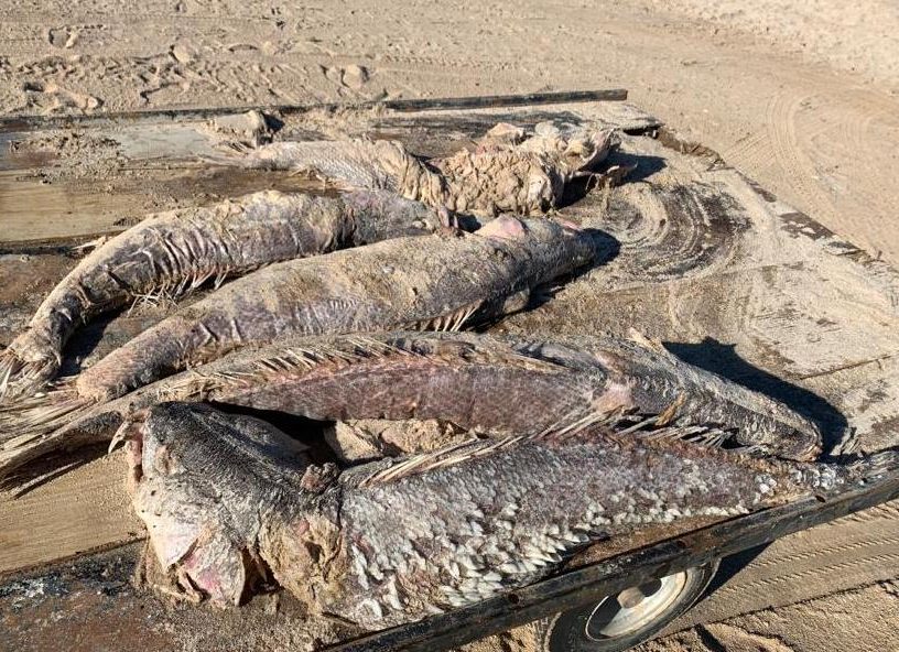 Denuncias "ecocidio" de totoabas en Baja California