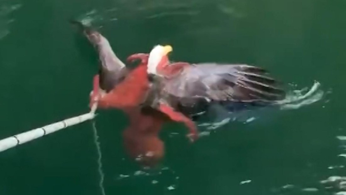 Pulpo atrapa un águila calva: mira el increíble video