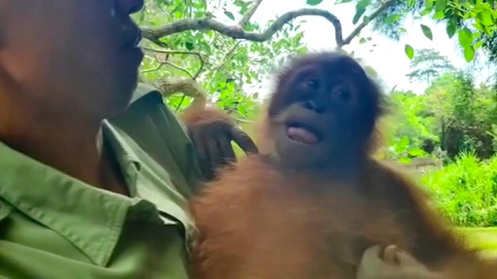 Así vuelve a la naturaleza un orangután rescatado