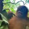 Así vuelve a la naturaleza un orangután rescatado