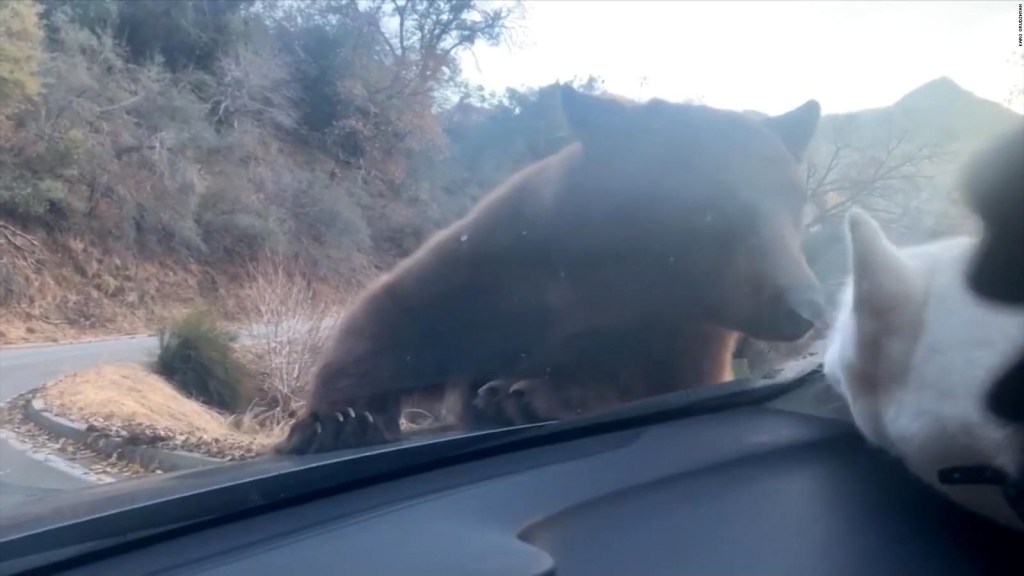 Un oso intenta atrapar a un perro