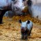 Pura ternura: nació un rinoceronte negro