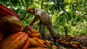 La OPEP del cacao ¿subirá el precio de chocolate?