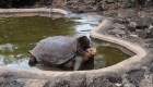 Promiscua tortuga salva su especie