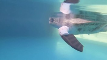 Tortuga vuelve a nadar gracias a una prótesis