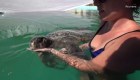 Marea roja mata a cientos de tortugas en Oaxaca