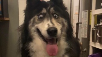 Husky abandonada de ojos "locos" ha sido adoptada