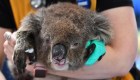 Australianos se unen para salvar sus icónicos animales