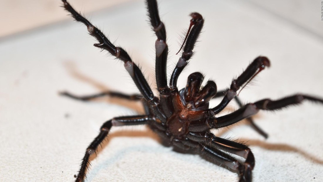Alerta ante el aumento de arañas mortales en Australia
