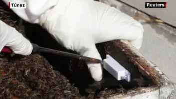 SmartBee: rastrea y cuida a las abejas