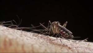 Latinoamérica, en alerta por epidemia de dengue