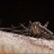 Latinoamérica, en alerta por epidemia de dengue