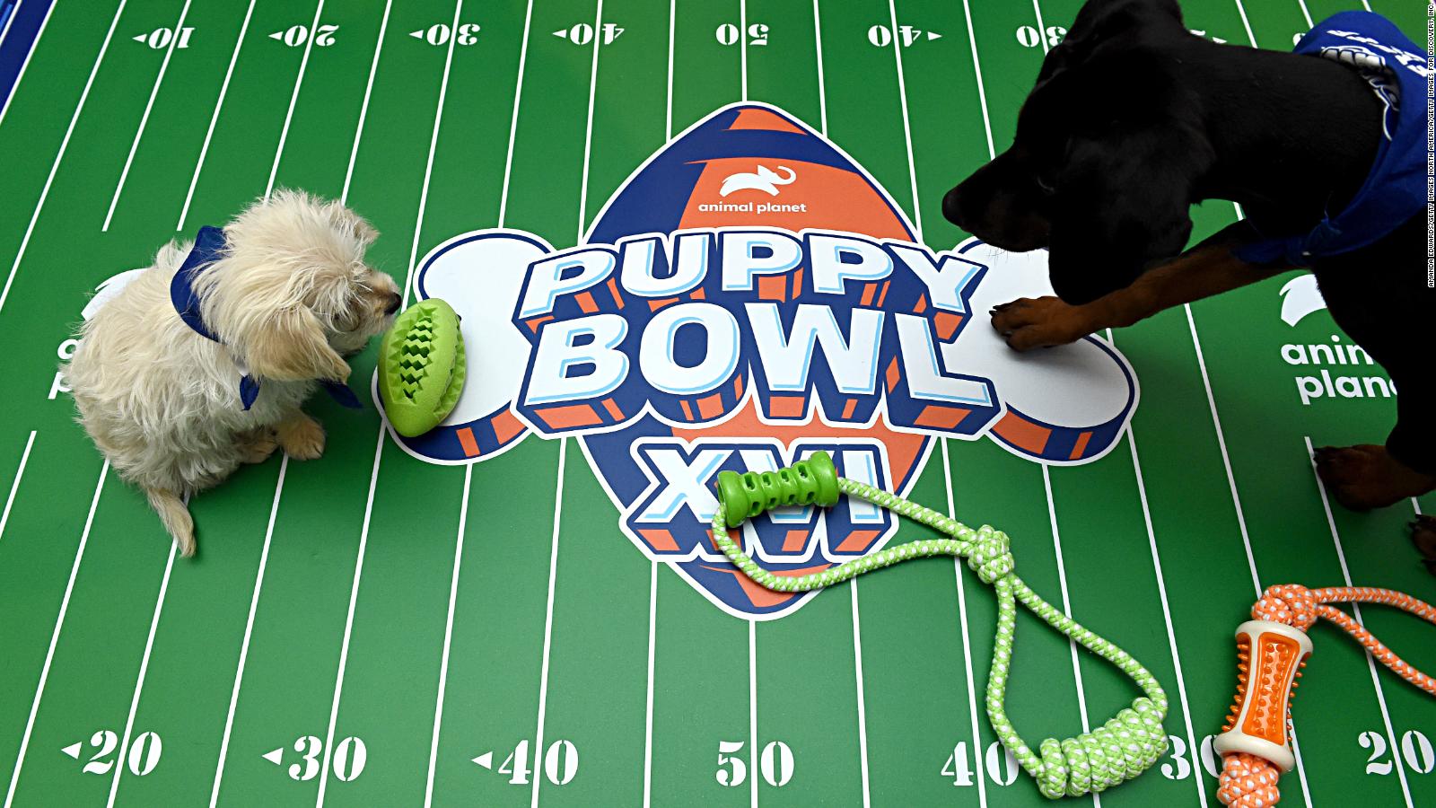 Conoce al Puppy Bowl, el Super Bowl de perros – CNN