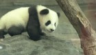 Pandas gemelos de Berlín hacen su primera aparición