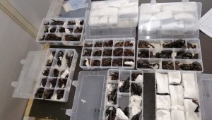 Contrabando escorpiones China Sri Lanka