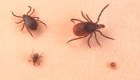 ¿Qué es la enfermedad de Lyme y cuáles son sus síntomas?