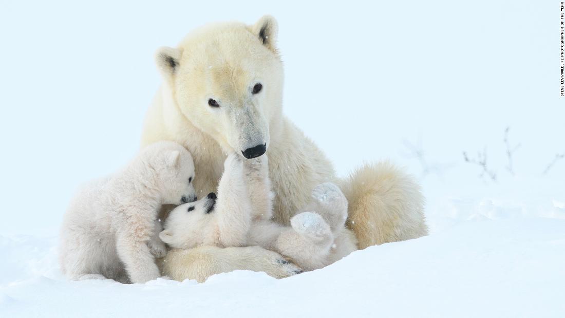 Los osos polares se están volviendo delgados tienen menos cachorros. derretimiento del hielo marino es el culpable | CNN