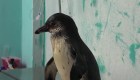 Rescatan a dos pingüinos que una familia tenía como mascotas