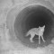 Amistad improbable entre coyote y tejón es viral