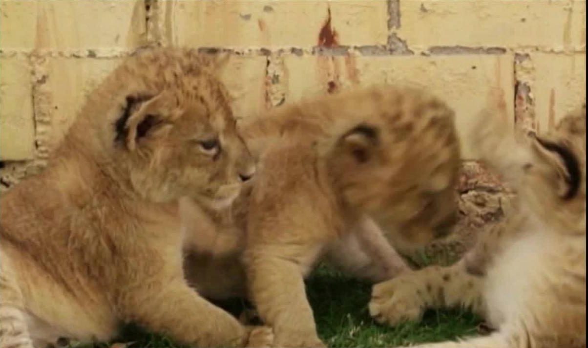 Nacen tres cachorros de león en un zoológico de México | Video | CNN