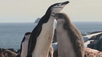 Pingüinos Barbijo disminuyen en un 77%