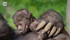 Nace bebé gorila en el Zoológico de Los Ángeles