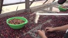 Inauguran planta de café en Honduras
