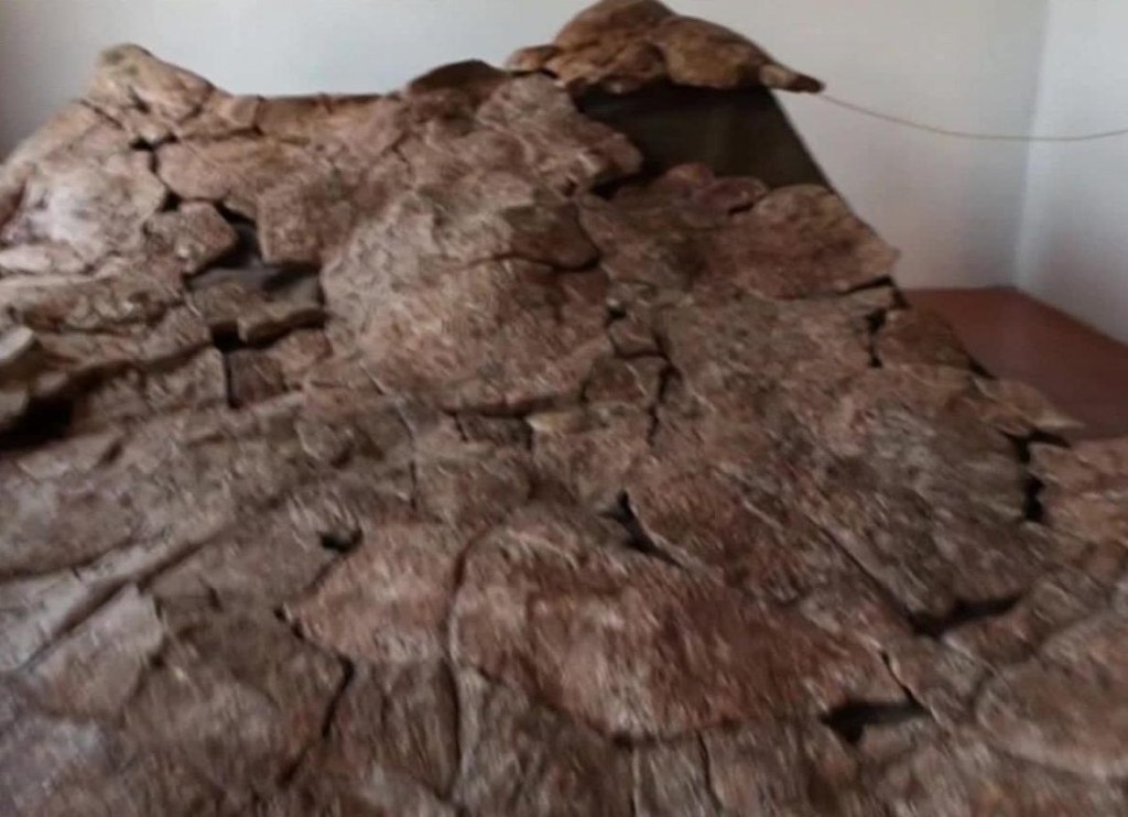 América del Sur: descubren fósil de tortuga del tamaño de un automóvil