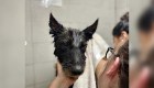Dramático rescate de una perra en Argentina