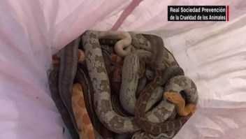 Hallan serpientes en estación de bomberos en Inglaterra