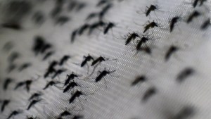 5 cosas para hoy: Paraguay en alerta por dengue y más