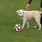Perro callejero irrumpe en un partido de fútbol