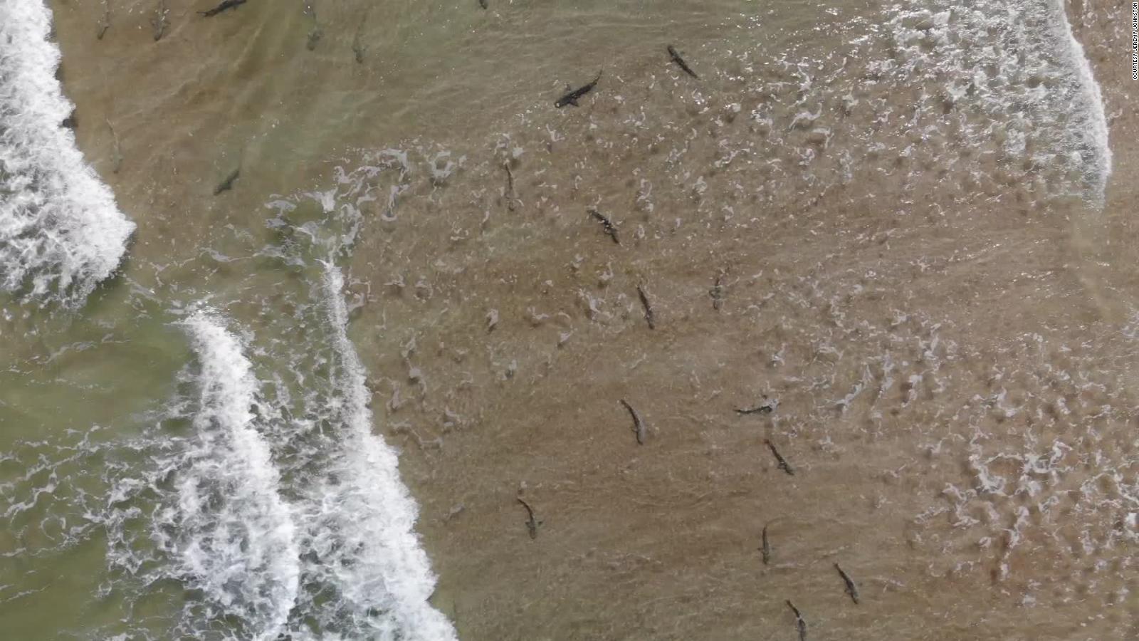 Descubren decenas de tiburones en playas de Florida Video CNN