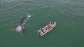 Rescatan ballena jorobada de redes de pesca ilegal en Baja California