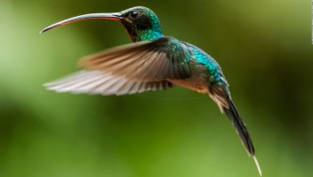 México: jardines urbanos para la conservación del colibrí