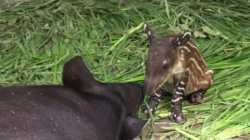 Nace una tapir, una especie en peligro de extinción