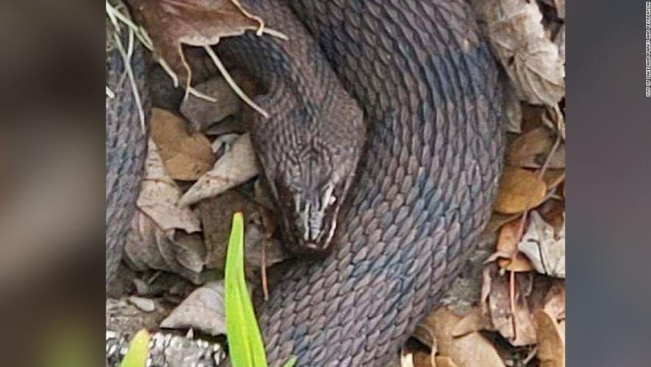 Ciudad en Florida cierra parte de un parque debido a orgía anual de serpientes