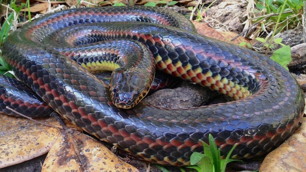 Una rara serpiente arcoiris fue vista en un bosque de Florida por primera vez en 50 años. No te preocupes, es inofensivo